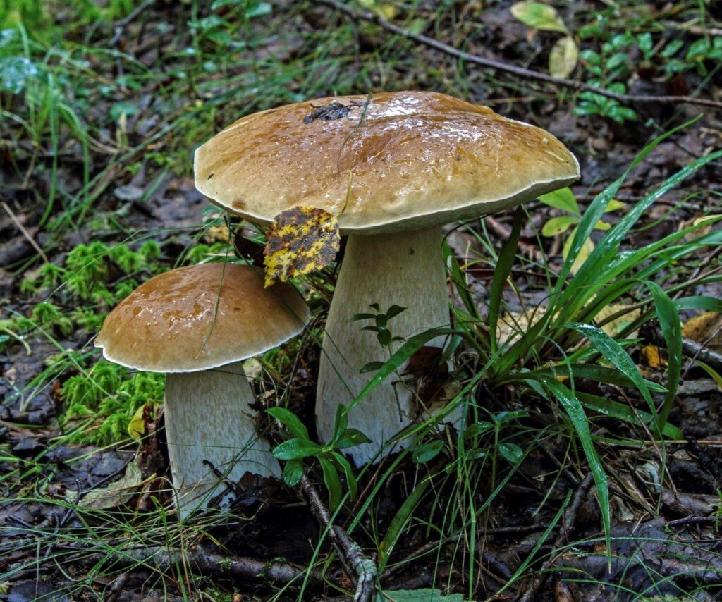 Suurempi ja pienempi tatti rinnakkain kasvupaikallaan ruskeiden lehtien peittämällä sammaleella. Suuremman tatin lakin reunassa roikkuu ruskeakeltainen koivun lehti.