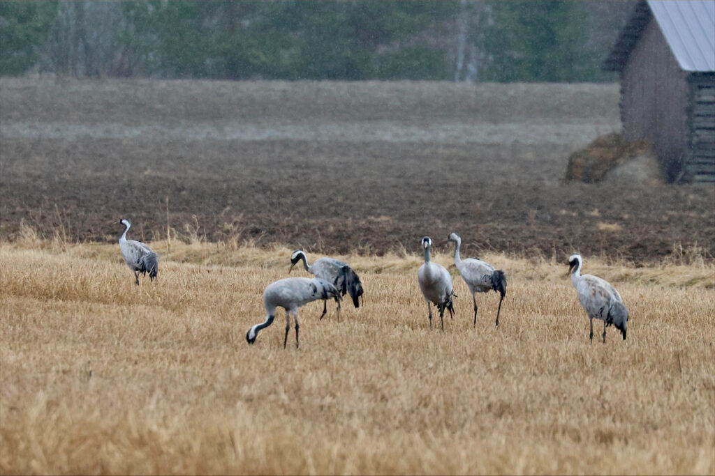 Kuusi kurkea keväisellä pellolla sateisena kevätaamuna.