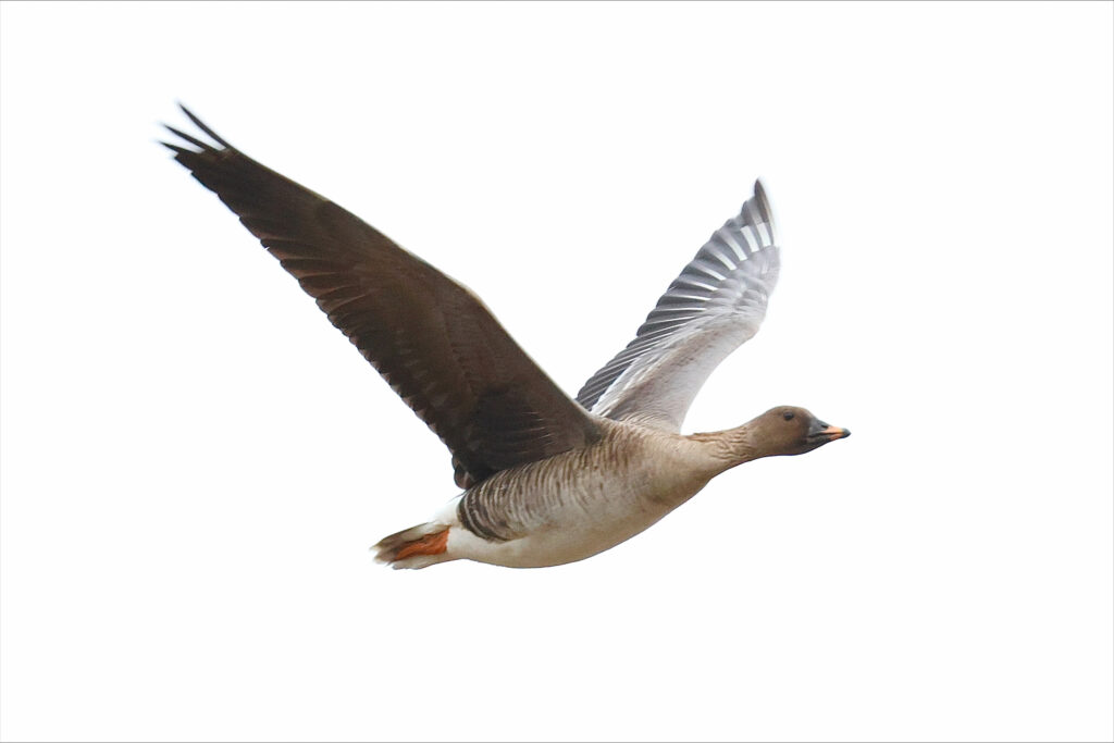 Metsähanhi lennossa oikealle tasaisen valkeaa pilvistä taivasta vasten.