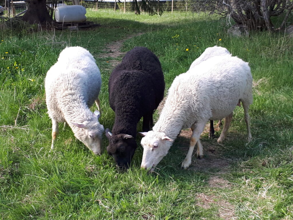 Lampaita kedolla