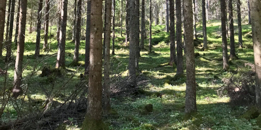 Kuusten runkoja metsässä
