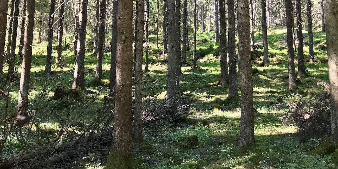 Kuusten runkoja metsässä