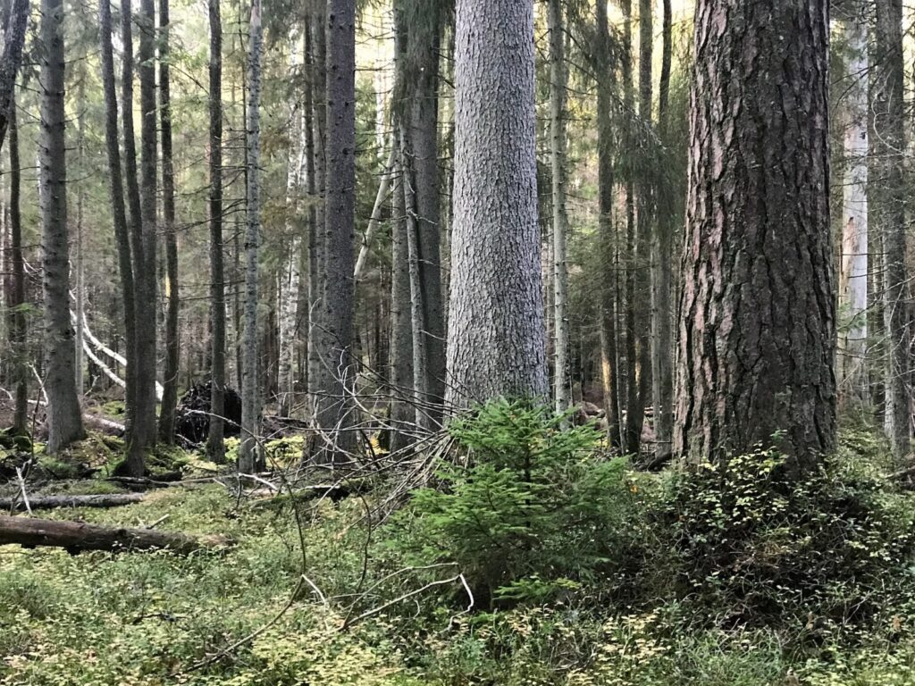 Vanhojen puiden runkoja metsässä