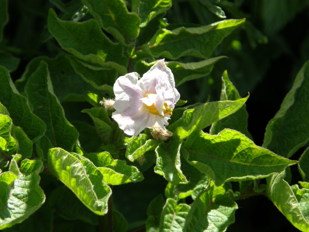 Peruna kukkii