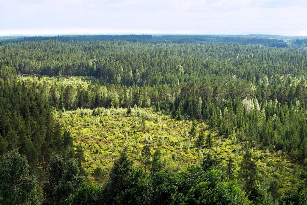 Ilmakuva hakkuuaukeasta metsän keskellä