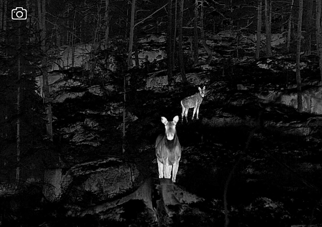 lämpökamerakuva hirvistä metsässä