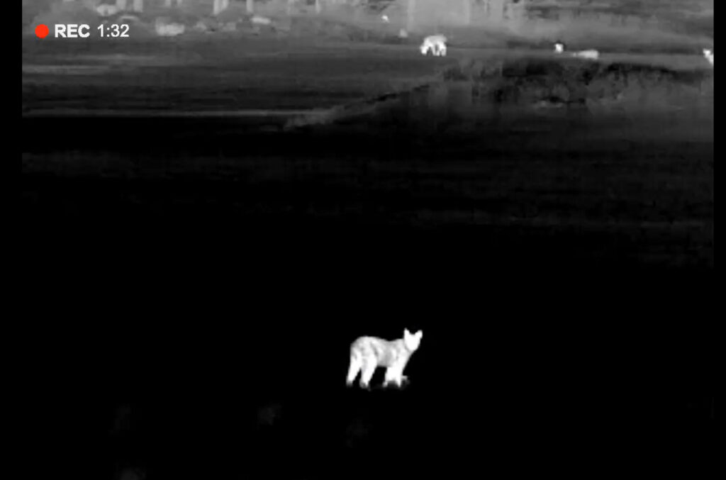 lämpökamerakuva ilveksestä pellolla