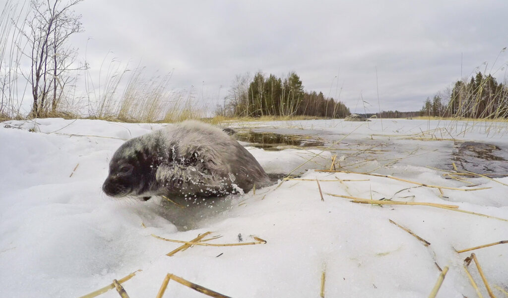 saimaannorpan kuutti nousee jäälle