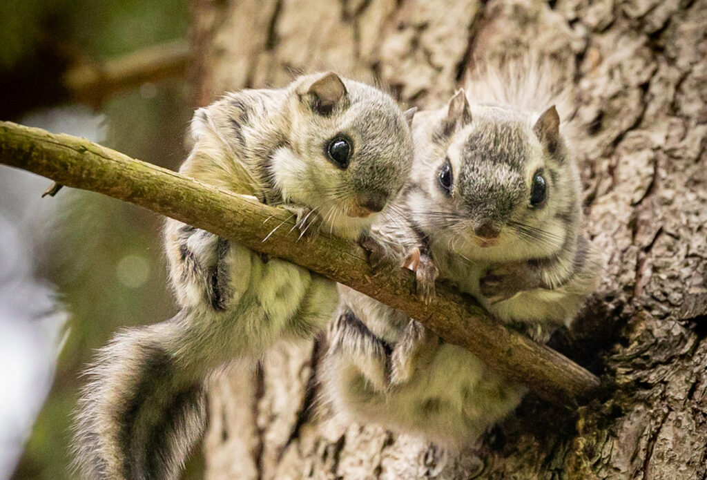 liito-oravaemo ja sen poikanen oksalla