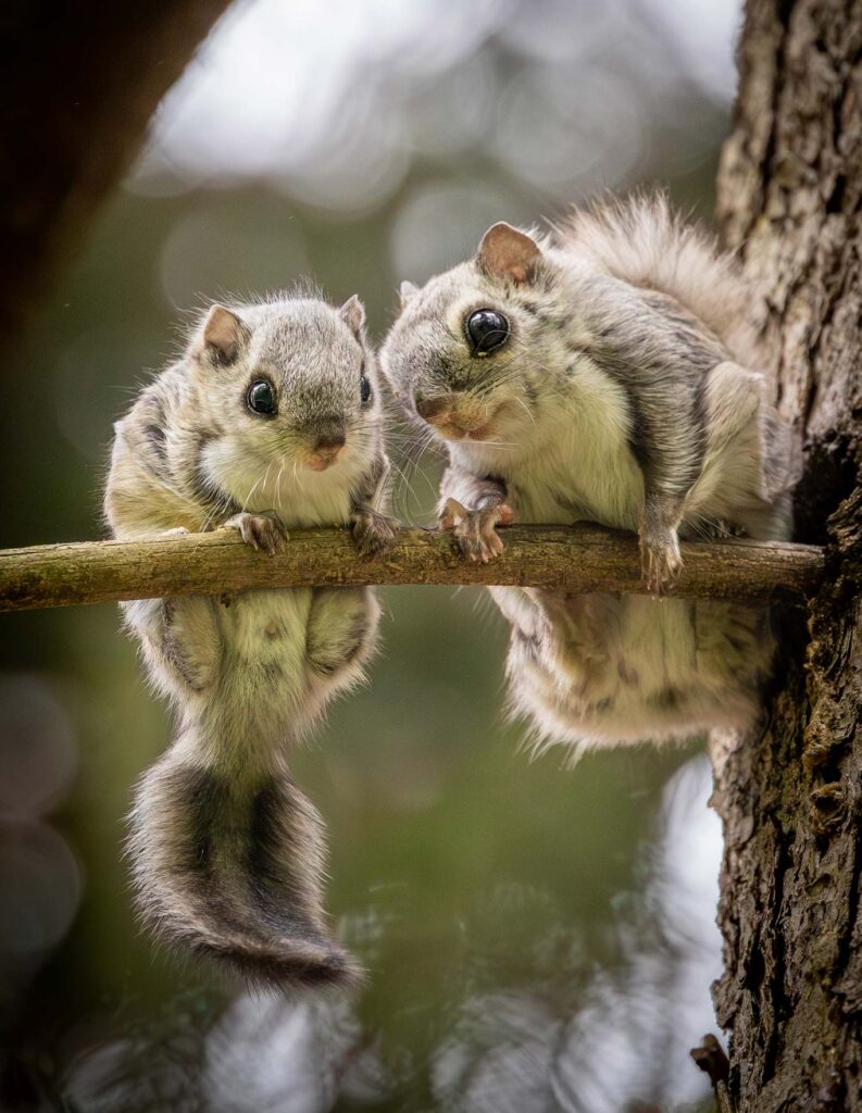 liito-oravaemo ja sen poikanen oksalla