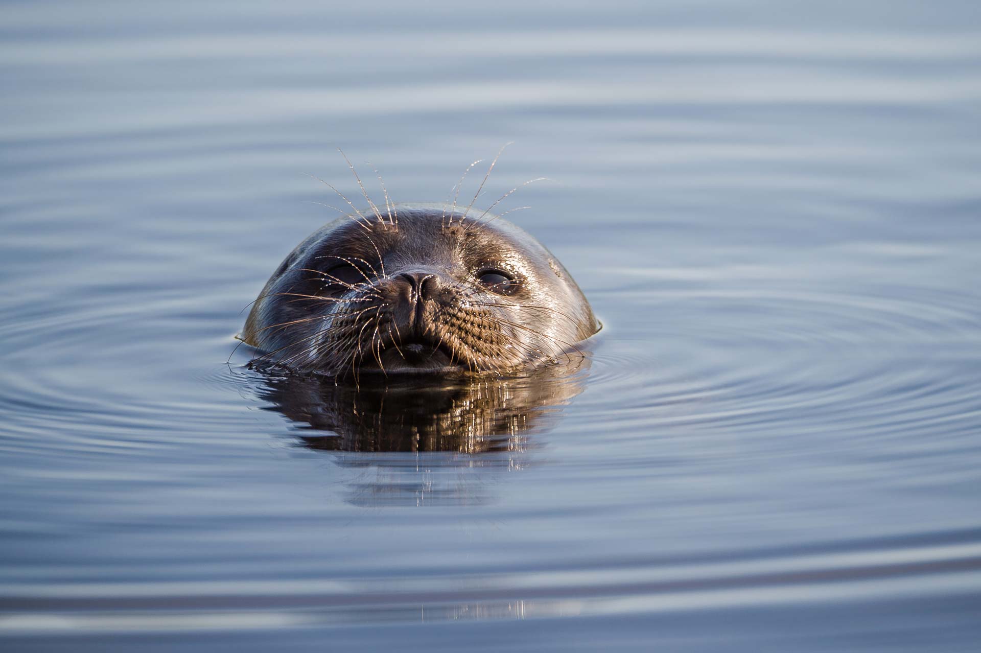saimaannorppa vedess&auml;