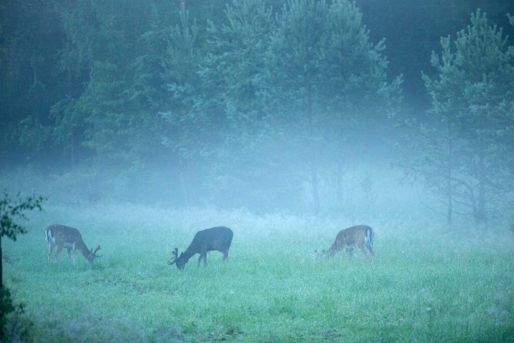 täpläkauriita usvassa