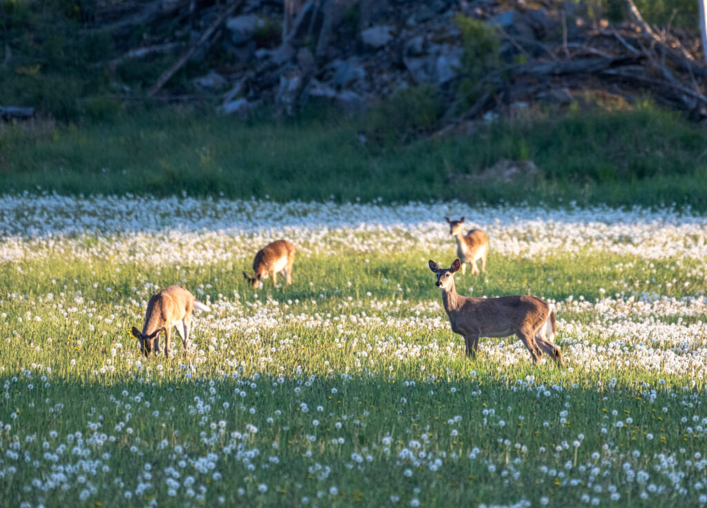 valkoh&auml;nt&auml;peuroja pellolla