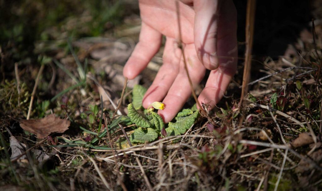 Kev&auml;tesikon ihastelua