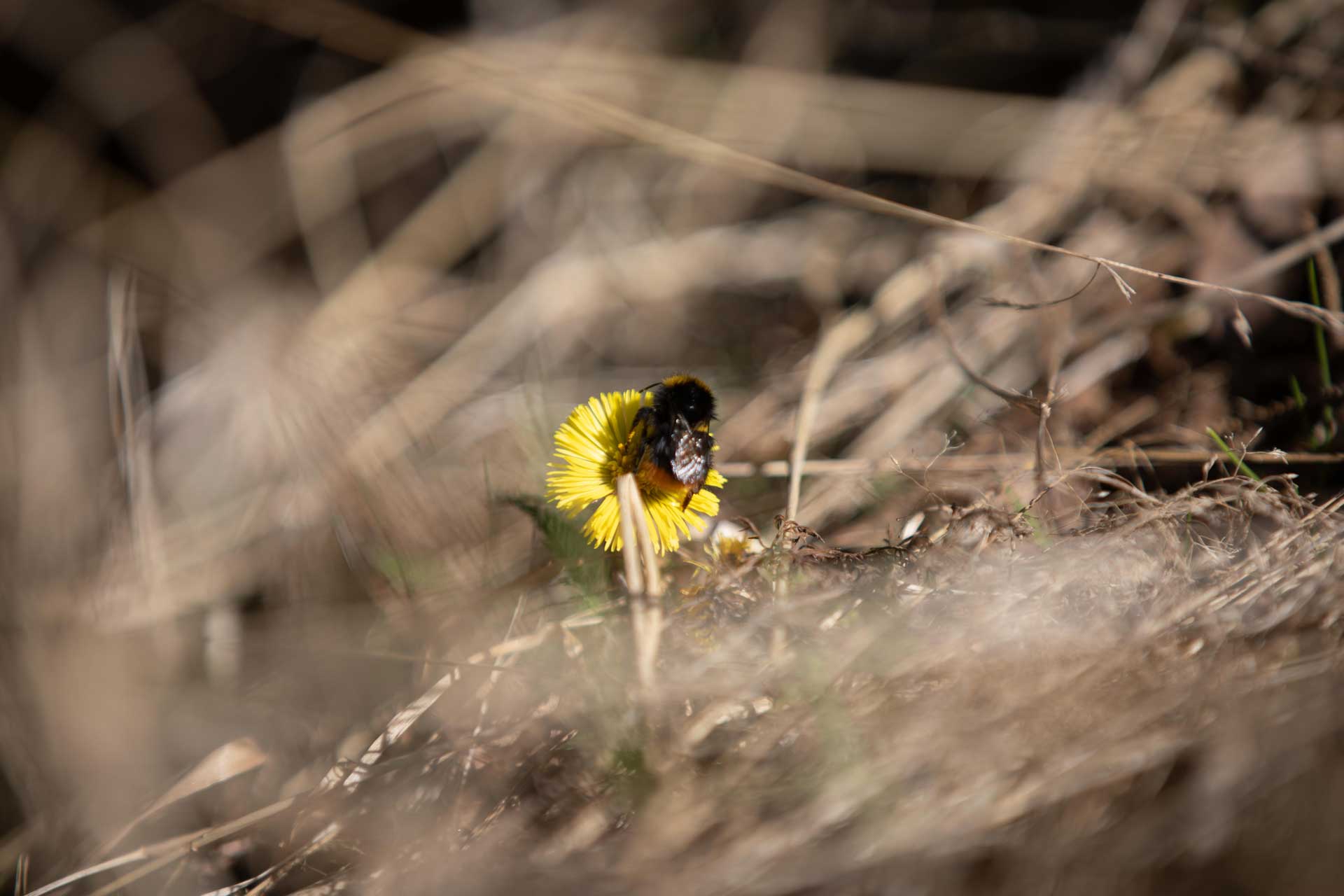 pensaskimalainen leskenlehdell&auml; alkukev&auml;&auml;ll&auml;