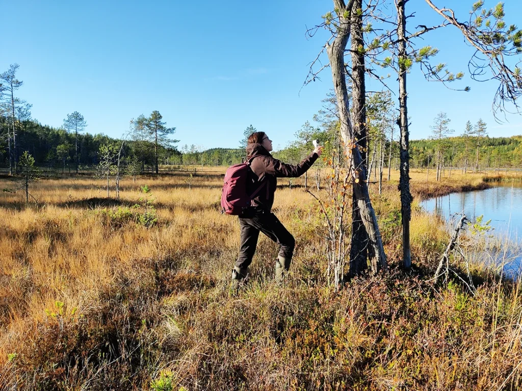 metsäkartoittaja tutkii puuta suolla