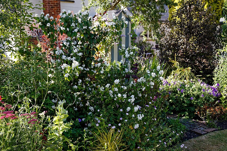 cottage garden