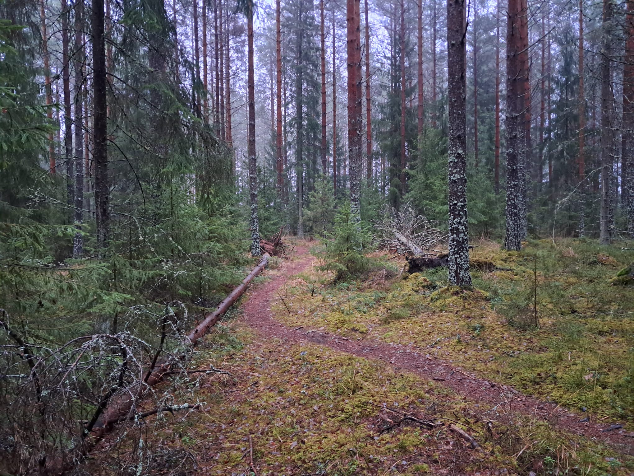 M&auml;ki-Jurvalan mets&auml; on t&auml;rke&auml; virkistysalue.