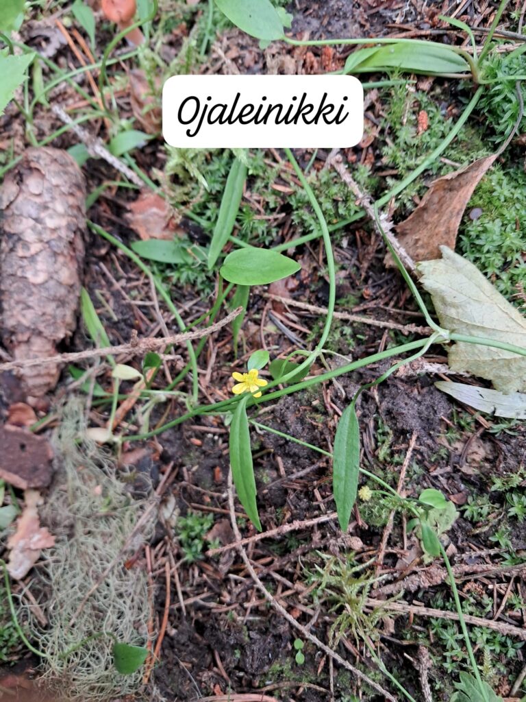 Ojaleinikki