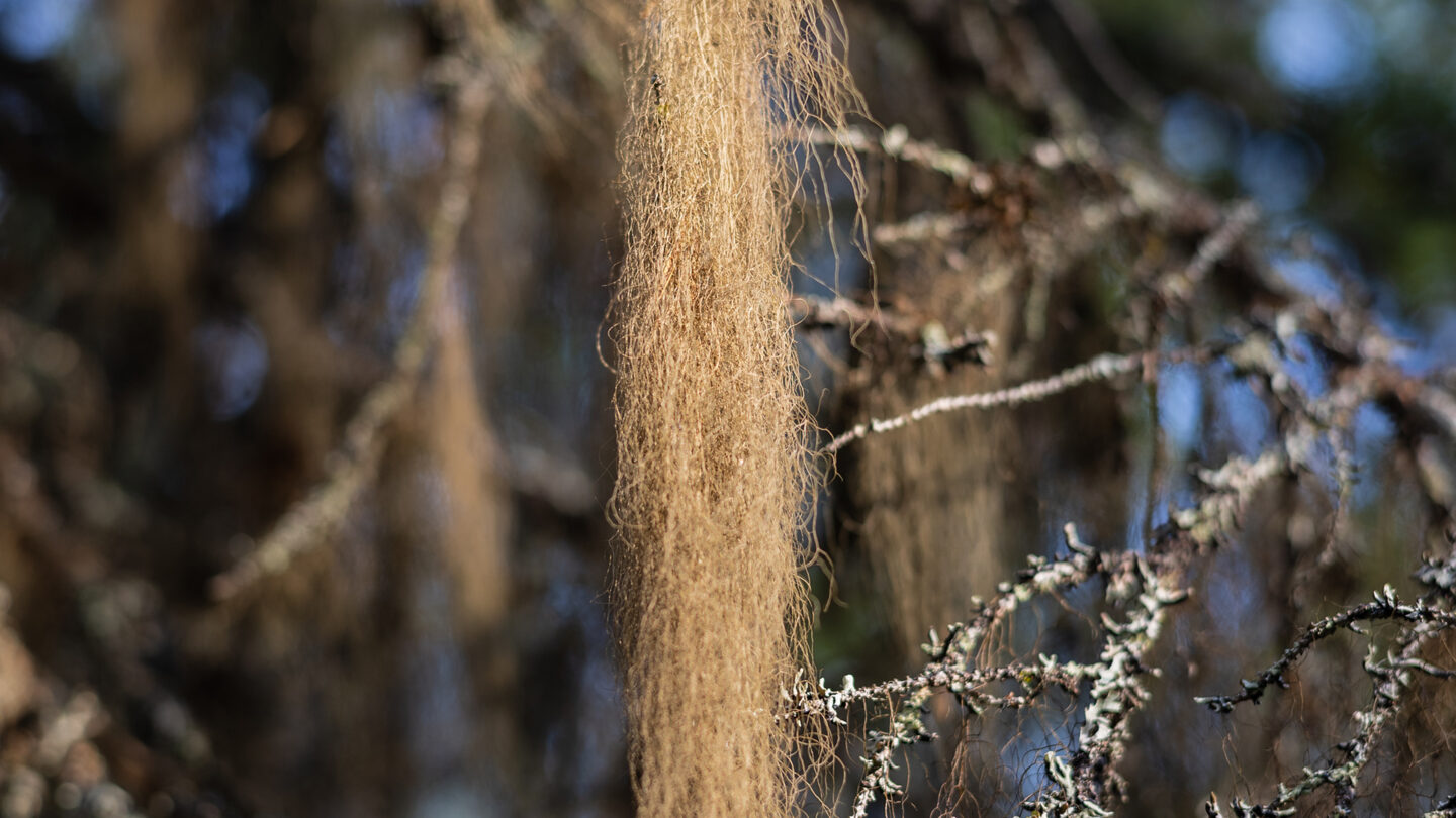 Luonnonperintösäätiö sai Hannukaisesta Kolarista Niittyrannan