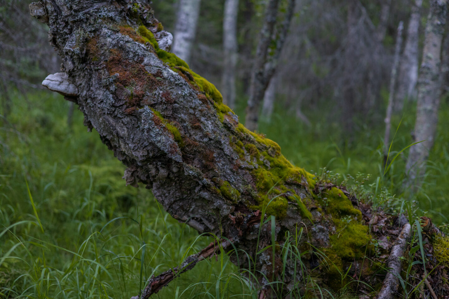 Aalistunturi lajikartoittajat uhanalaiset lajit leimikot hakkuut