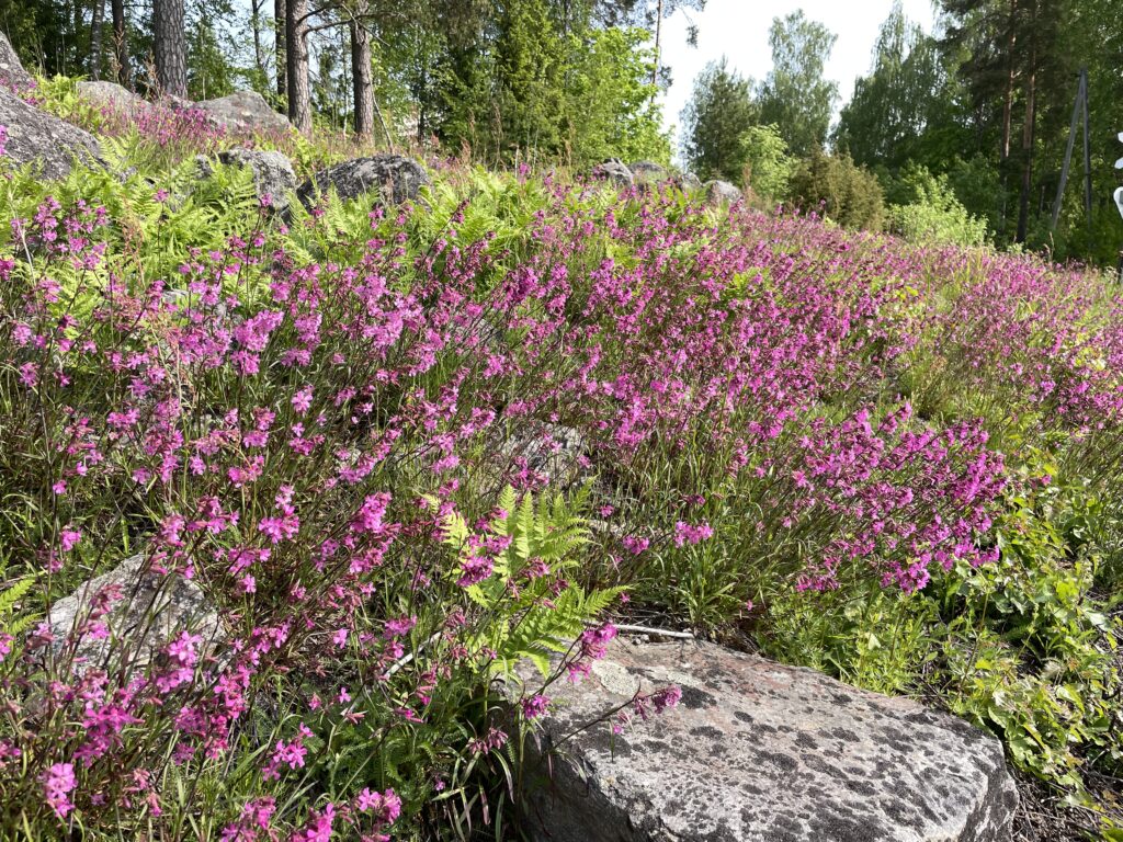 Mäkitervakko kukkii upeassa punaisen sävyssä