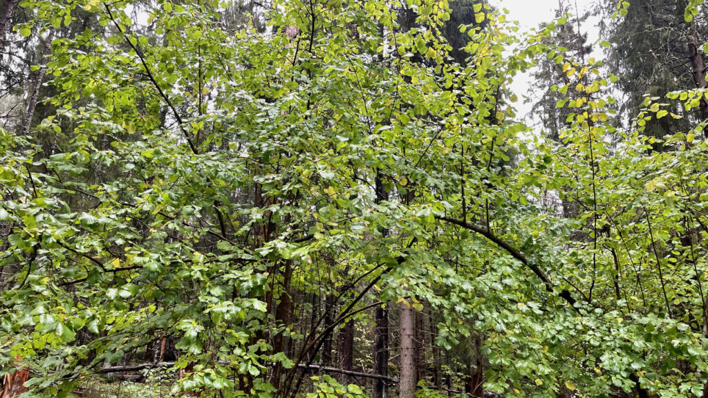Vihreä pähkinäpensas kukkii valtoimenaan