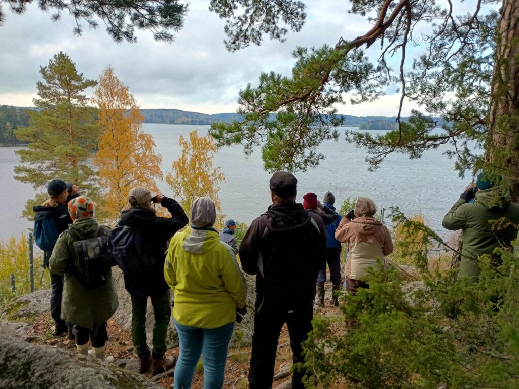 Retkeilijöitä mäntyjen alla kallion reunalla tarkkailemassa lintuja Kuloveden yllä.