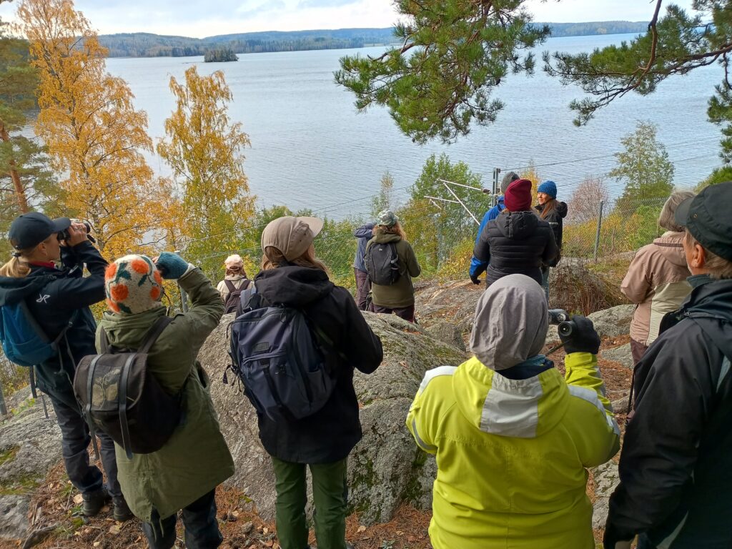 Retkeilijöitä mäntyjen alla kallion reunalla tarkkailemassa lintuja Kuloveden yllä.