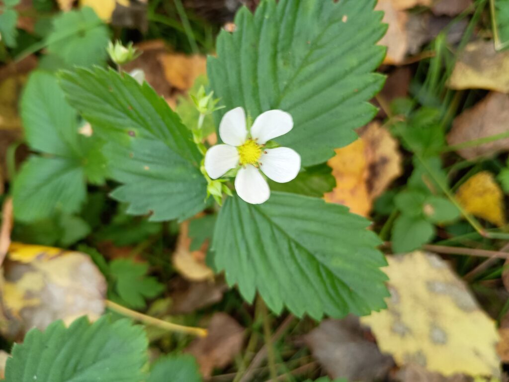 Ahomansikan valkoinen kukka keltaisella keskustalla vihreän lehden edessä.