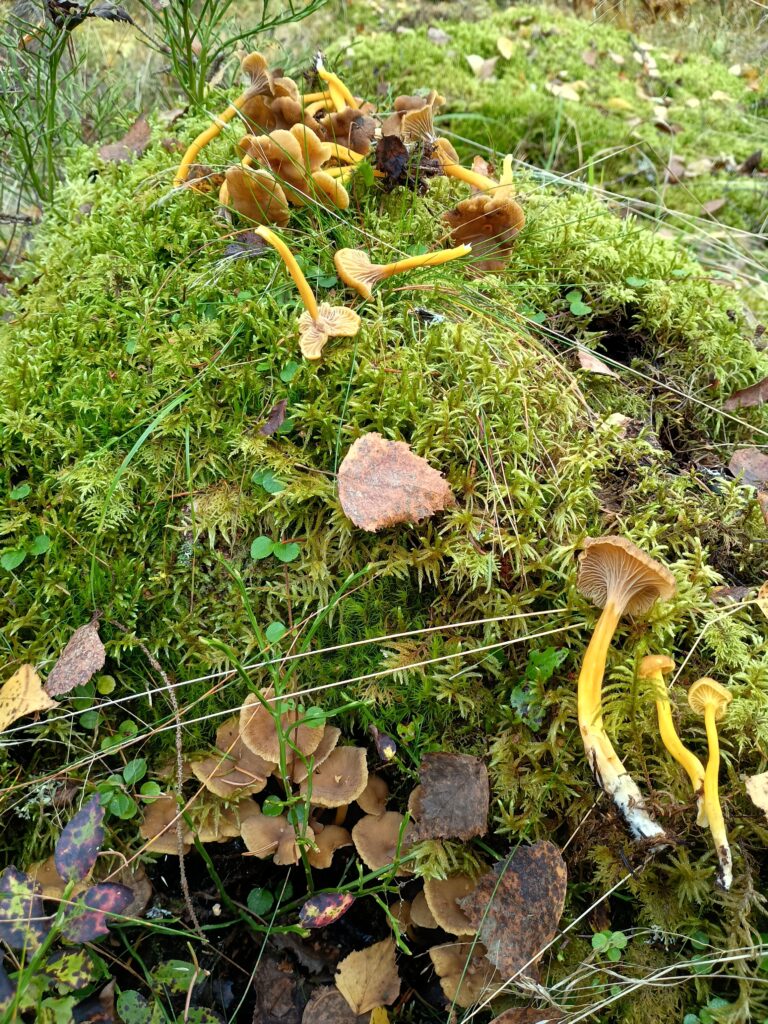 Keltaisia suppilovahveroita kasvamassa vihreän sammalen päällä metsässä.