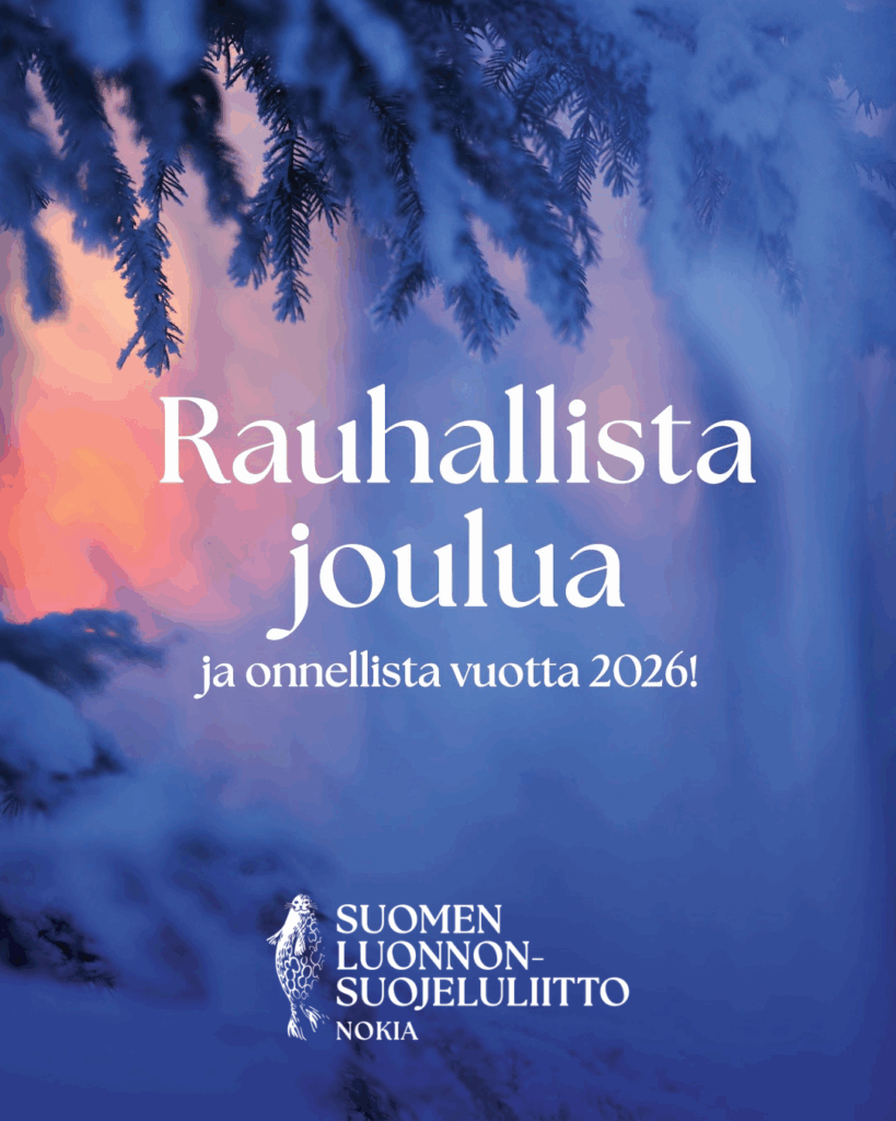 Lumisia kuusenoksia ja teksti missä lukee "Rauhallista joulua ja onnellista uutta vuotta 2026"