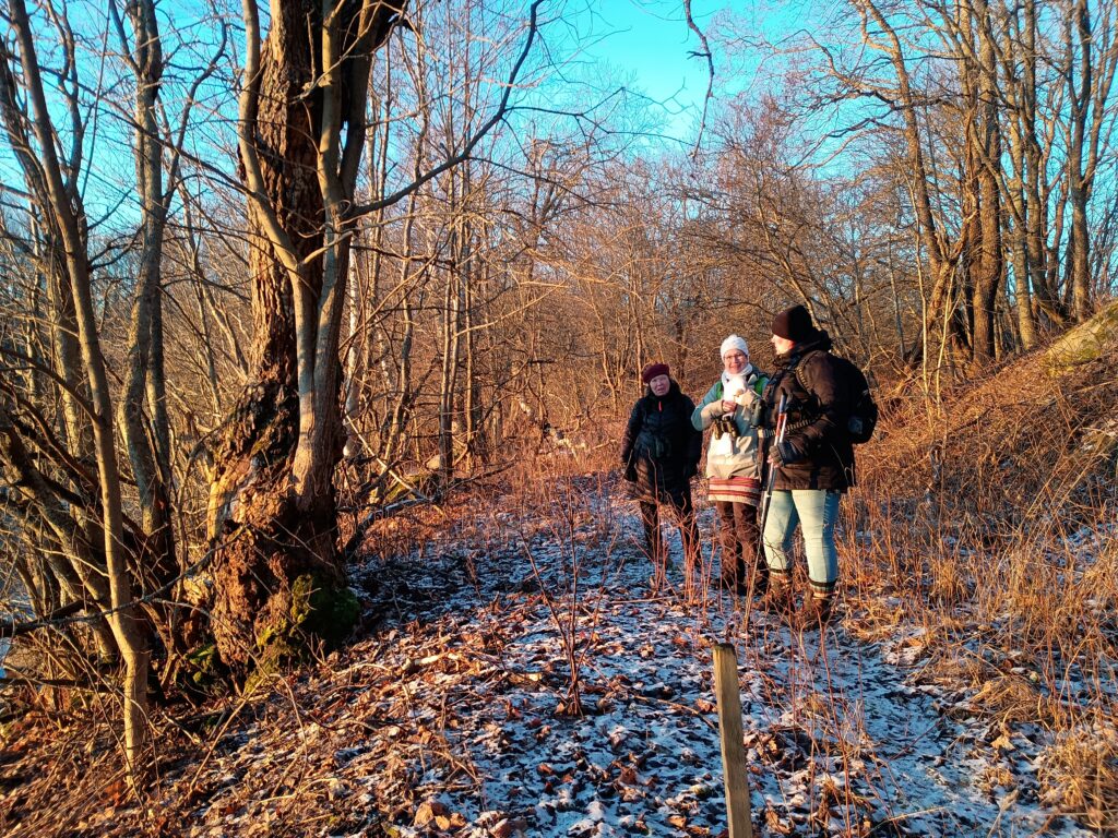 Kolme talvilintulaskijaa aurinkoisentalvimetsän polulla. Polulla on ohut lumikerros ja lehdetöntä kasvillisuutta.Henkilöillä on lämpimät talvivaatteet, hatut ja reput. Taustalla näkyy kirkassininen taivas ja korkeat puut.