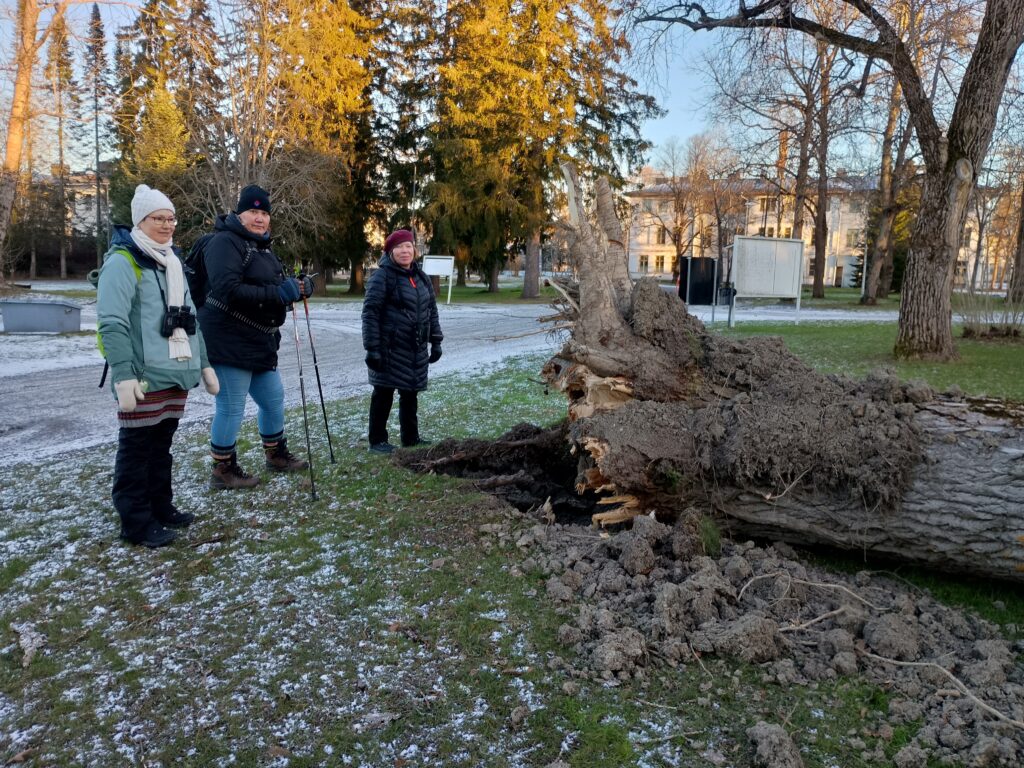 Kolme henkil&ouml;&auml; seisoo myrskyn kaataman suuren puun vieress&auml; puistossa. Puu on revennyt juurineen irti maasta. Taustalla n&auml;kyy rakennuksia ja muita puita. Maassa on ohut lumikerros.