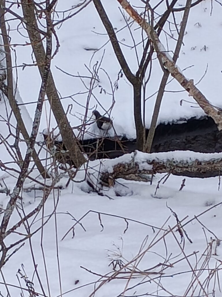 Koskikara lumisessa maisemassa puiden oksien takana avoimen veden &auml;&auml;ress&auml; talvisessa maisemassa. Lintu on tummanruskea ja ymp&auml;r&ouml;iv&auml;t oksat ovat paljaat ja osin lumen peitt&auml;mi&auml;.