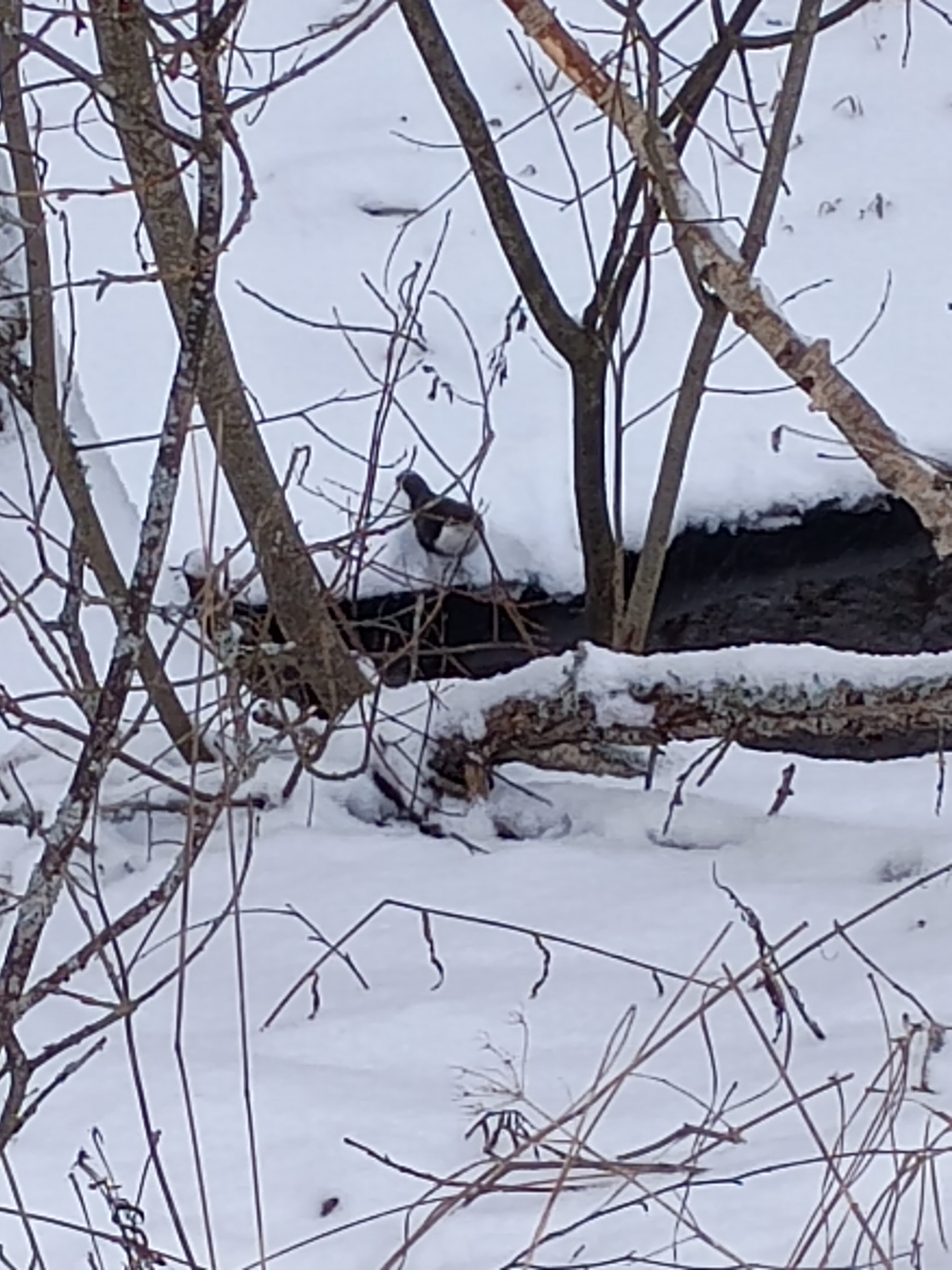 Koskikara lumisessa maisemassa puiden oksien takana avoimen veden ääressä talvisessa maisemassa. Lintu on tummanruskea ja ympäröivät oksat ovat paljaat ja osin lumen peittämiä.