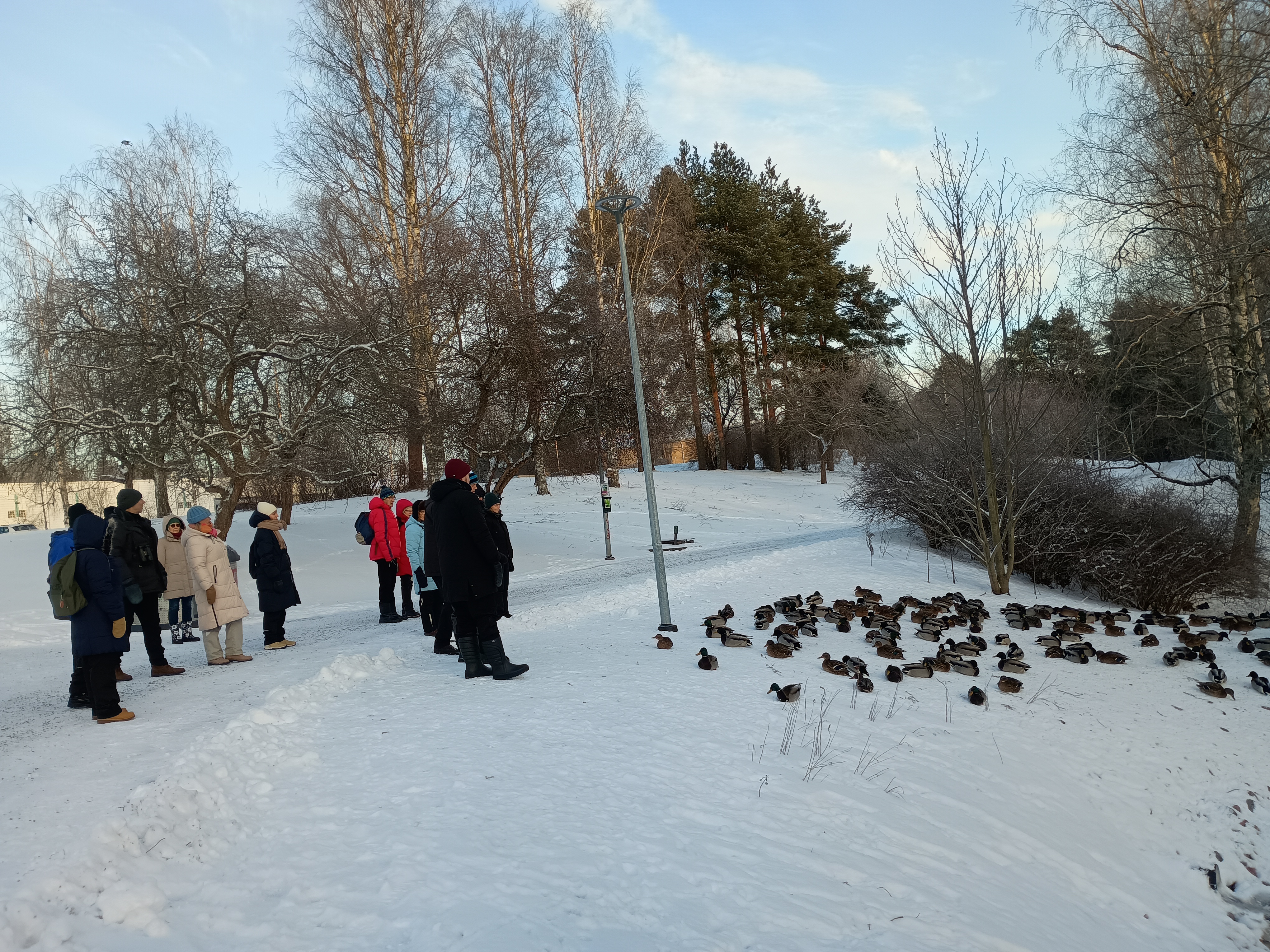Ihmisryhmä seisoo lumisessa maisemassa tarkkailemassa suurta sorsajoukkoa, joka lepää lumessa. Taustalla näkyy talvisia puita ja sininen taivas. Kymmeniä ihmisiä on pysähtynyt katsomaan lintuja.