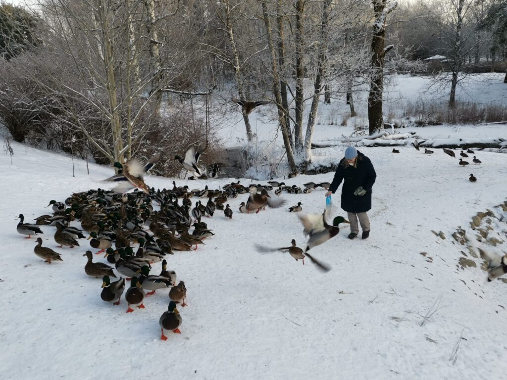 Henkilö sinisessä pipossa ja tummassa takissa ruokkii suurta sorsajoukkoa lumisella rannalla. Kymmeniä sorsia on kokoontunut hänen ympärilleen, osa maassa, osa lennossa. Taustalla näkyy puro ja paljaat puut.