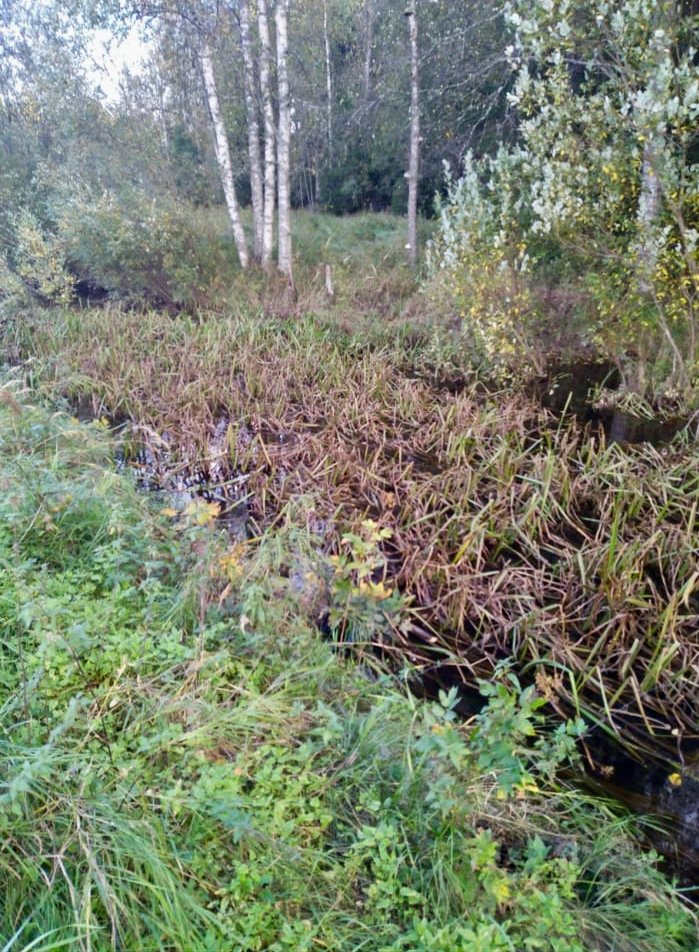 Kesäinen kuva umpeenkasvavasta Matalusjoesta. Joki on lähes kokonaan kasvillisuuden, erityisesti pitkien ruohojen ja vesikasvillisuuden peittämä. Reunoilla koivuja ja sekapuustoa.