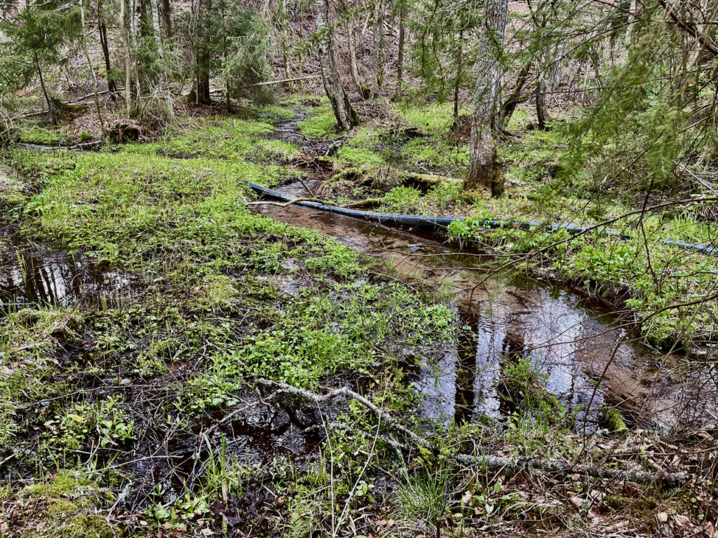 Lähteen lähellä oleva kapea vesiuoma metsäisessä maastossa. Vedenpinta on matala, uoman pohjalla näkyy sammalta. Ympärillä havupuita ja karikkeita. Uomassa on näkyvissä sininen vesimittausputki.