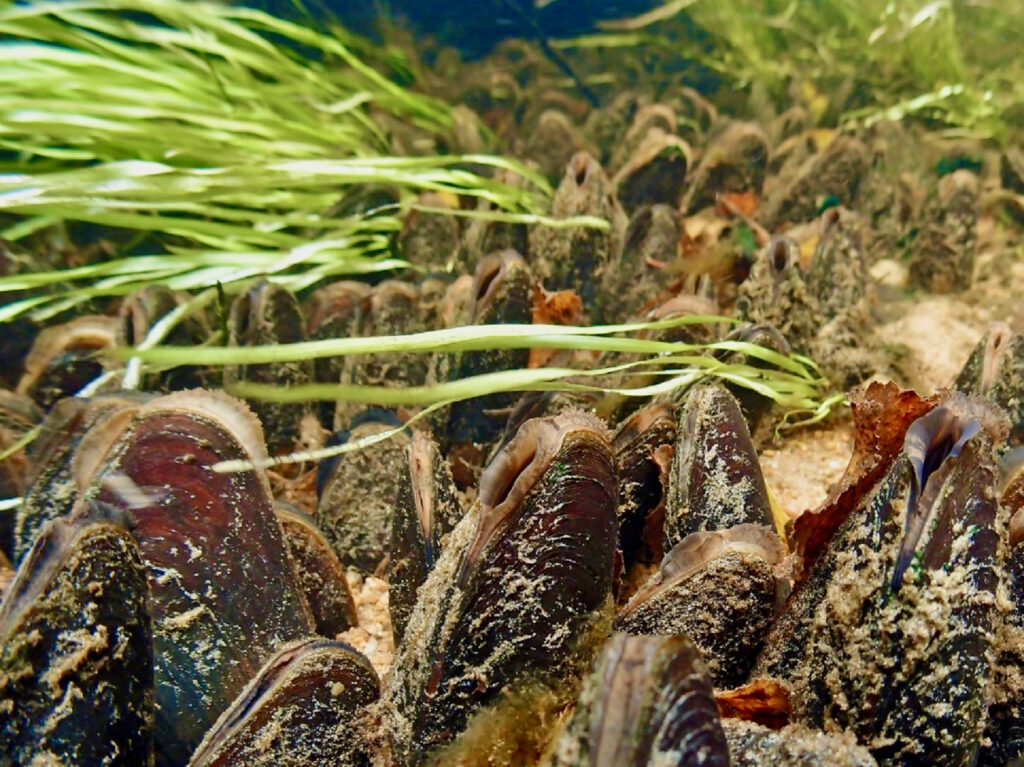 Vedenalainen l&auml;hikuva raakuista kiinnittynein&auml; kiviin kirkkaassa virrassa. Tummanruskeat simpukat ovat tiiviisti vierekk&auml;in, niiden ymp&auml;rill&auml; vesikasvien varsia ja lev&auml;&auml;