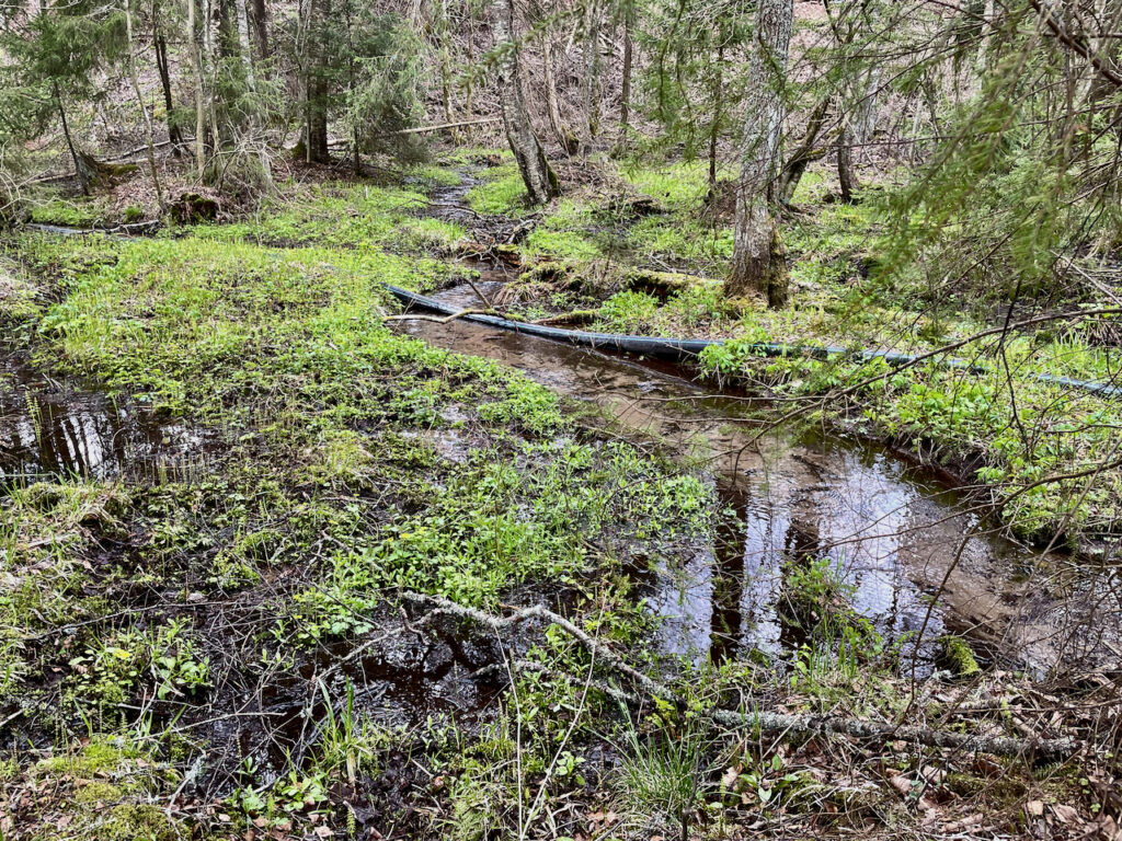 Pinsiönlähde ja sen kasvillisuutta.