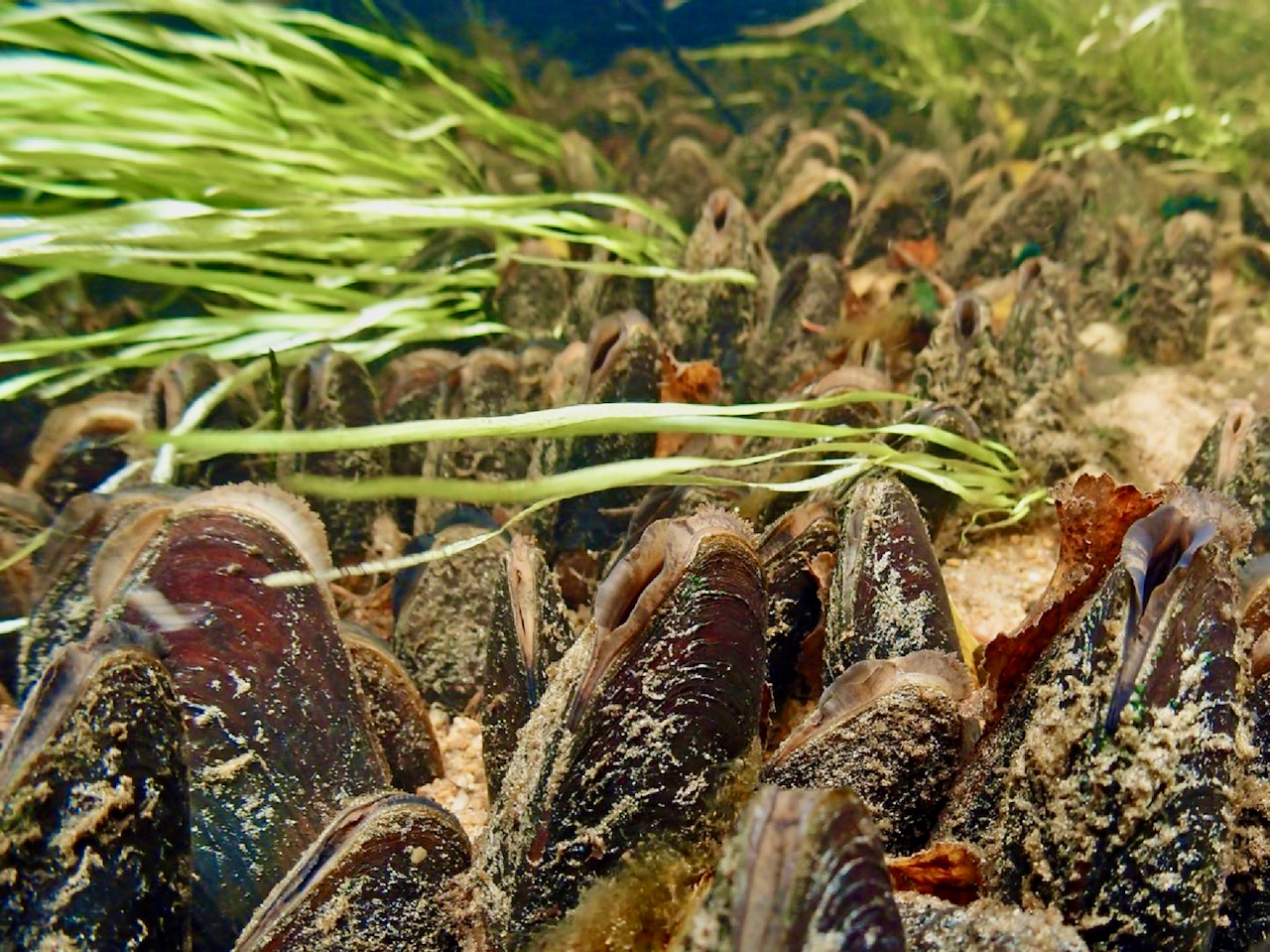 Jokihelmisimpukoita vieri vieressä joen pohjassa vihreän jokikasvillisuuden soljuessa niiden yläpuolella.