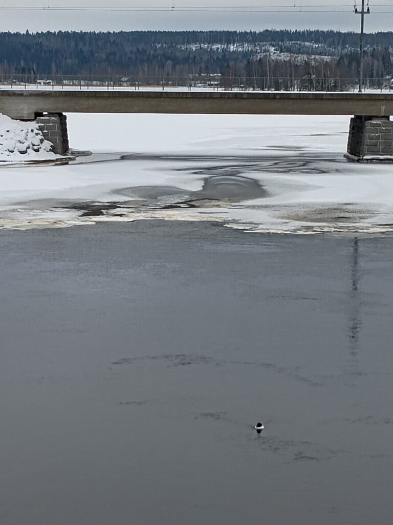 Kosken alajuoksu talvella sillallepäin katsottuna. Vedessä jäälohkareita ja etualalla yksinäinen telkkä.