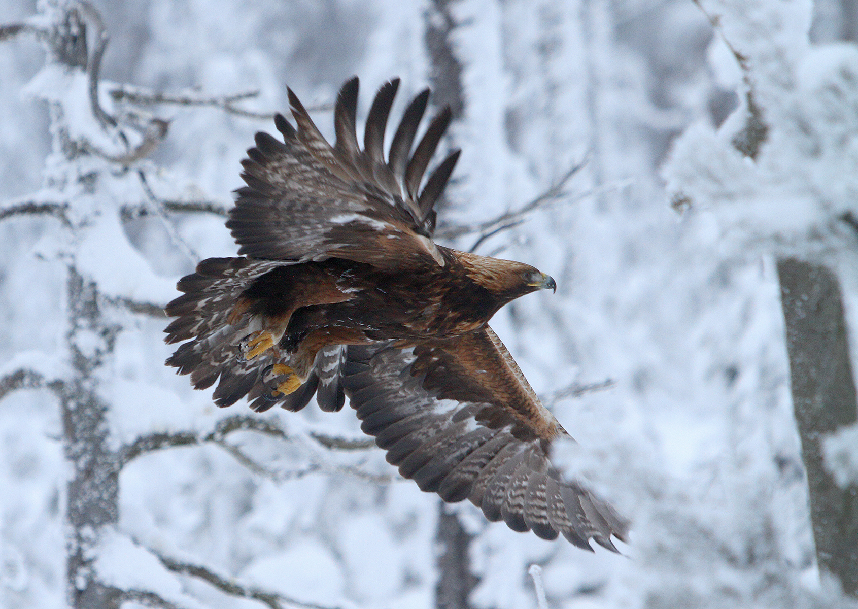 Maakotka liitämässä talvisella taivaalla