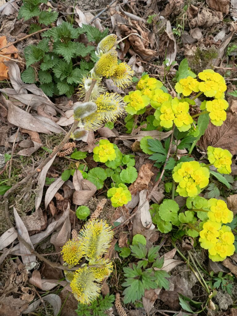 Keväinen maanpohja, jossa keltaisia kevätlinnunsilmiä ja pajunkissoja kuivien lehtien seassa.