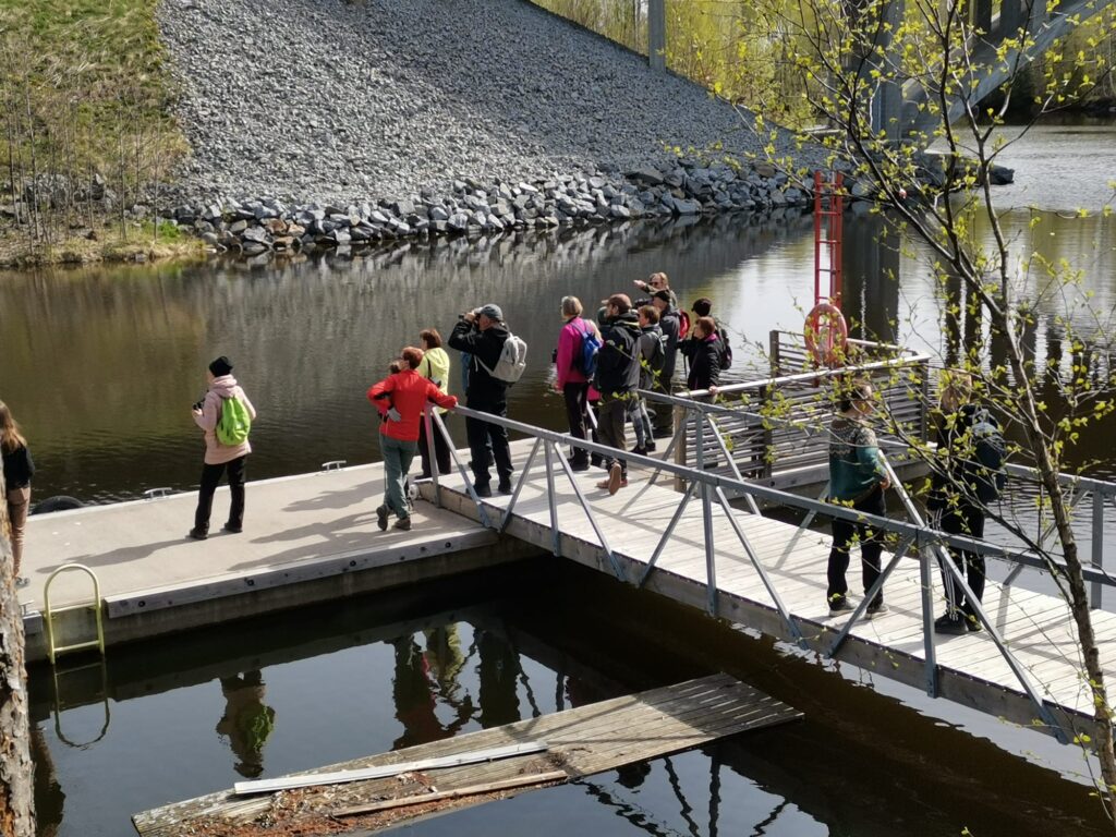Noin kymmenen henkilön ryhmä seisoo kelluvalla laiturilla veden äärellä. Osalla on kiikarit tai kamerat, ja he katsovat veden yli. Taustalla näkyy kivisestä murskeesta rakennettu pengermä ja sillan betoninen rakenne. Puissa on kevään ensivihreys. Laiturissa on pelastusrengas punaisessa telineessä.