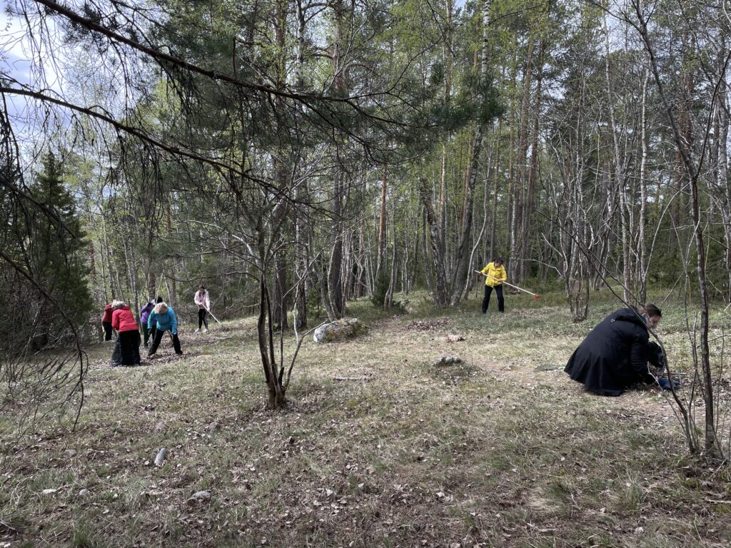 Useita henkilöitä haravoi ja siivoaa metsäistä niittyaluetta. Taustalla näkyy koivuja ja mäntyjä.