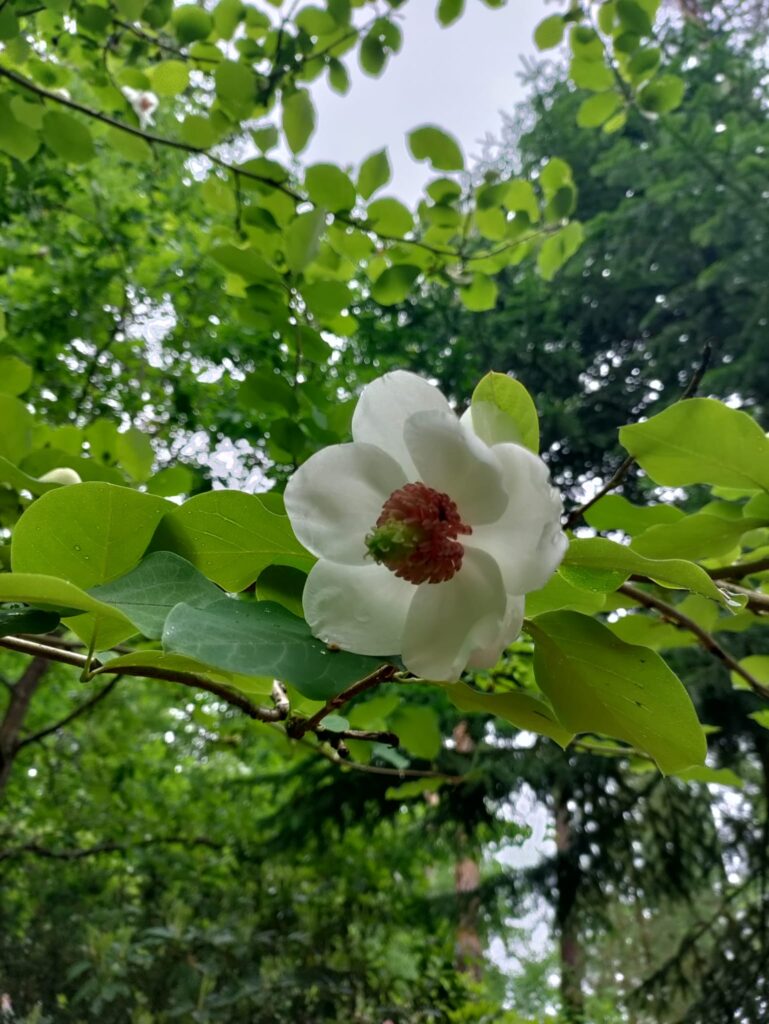 Magnolia