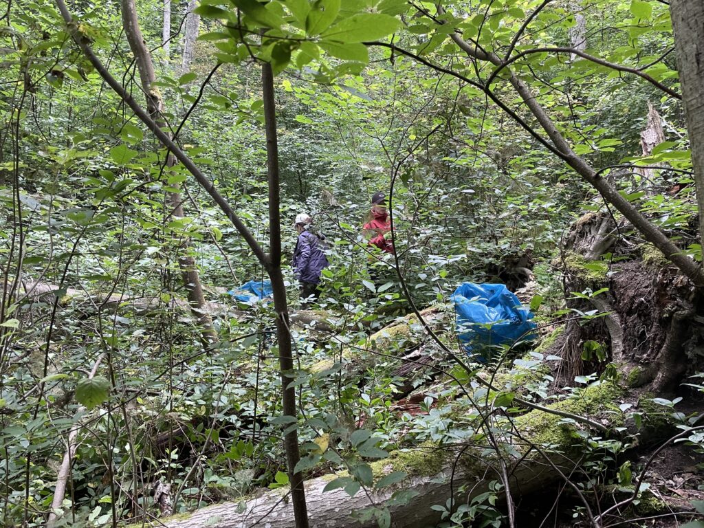 Metsämaaisema, jossa kaksi henkilöä näkyvät tiheän kasvillisuuden, puiden ja maahan kaatuneiden puiden ympäröimänä.